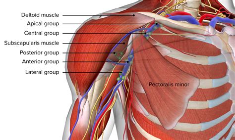 Axilla And Brachial Plexus Anatomy Concise Medical Knowledge