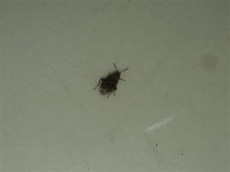 Do Bed Bugs Crawl On Walls And Ceilings Shelly Lighting