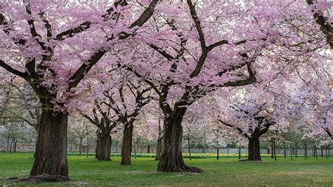 Trees Ornamental Cherry Cherry Blossom Spring Park Pikist