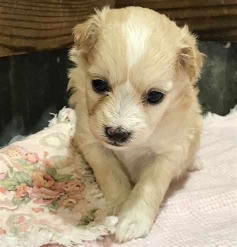 Fancy A Apricot And White Female Pomapoo Puppy 649112 Puppyspot