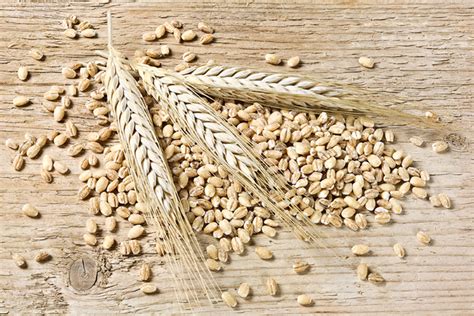 In the british isles it is a bread which dates back to the iron age. Barley Bread