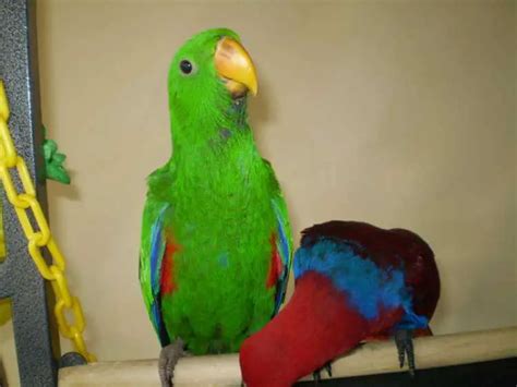 Eclectus Parrotshandraised Babies Birds Pets Please