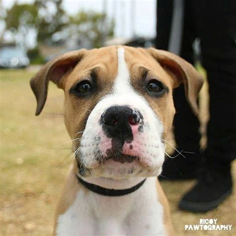 Discover more posts about pitbull puppies. Pin on Puppies of San Diego