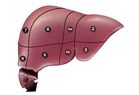 What To Expect After A Liver Resection Best General Surgeons Nyc
