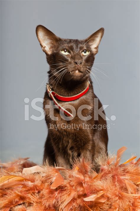 Oriental Shorthair Cat Dark Brown Siamese Breed Stock Photo