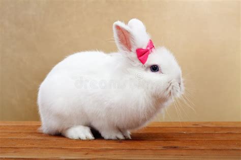 Cute White Rabbit With Pink Bow Stock Photo Image Of Easter Bunny