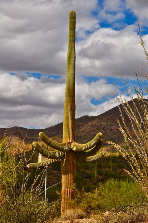 Scottsdale Daily Photo Photo Giant Saguaro Cactus