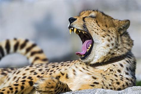 Do Cheetahs Hunt or Kill Humans? - Owlcation