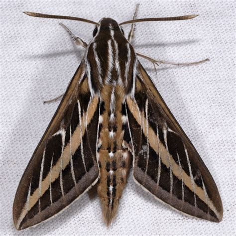 Moths Of California ·