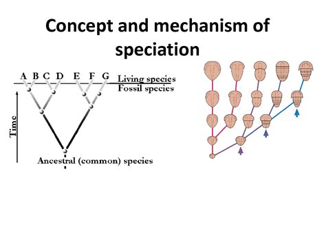 Solution Concept And Mechanism Of Speciation Studypool