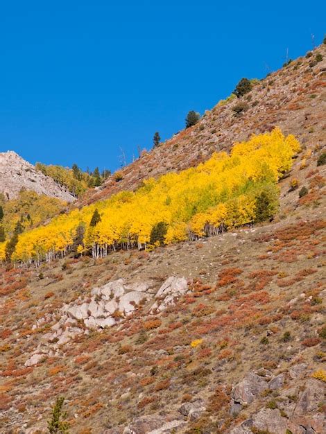 Premium Photo Yellow Aspens In Autumn Colorado