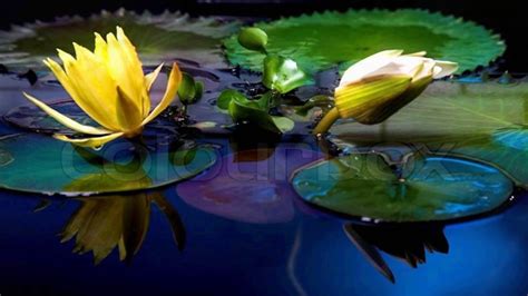 Water Lily Flowers Hd1080p Youtube