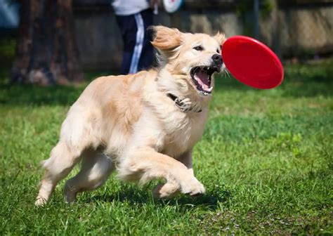 Boredom Busters 21 Great Activities For Your Golden Retriever