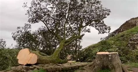 Englands Iconic Sycamore Gap Tree Destroyed By Act Of Vandalism
