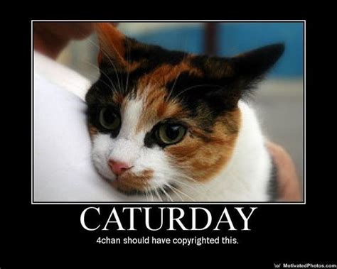 Funny saturday memes for work. Caturday - When Your Bored