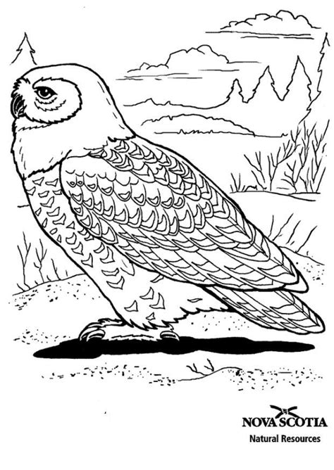 Index of /coloriages/animaux/oiseaux