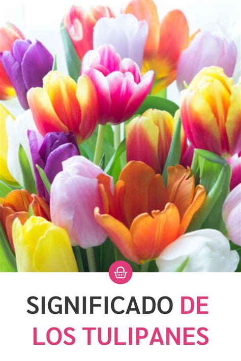 Conoce El Significa De Los Tulipanes Y Sus Colores Tulipanes Flores