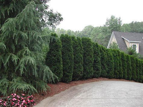 Arborvitae Hedge Landscape Borders Landscape Trees Landscape Projects