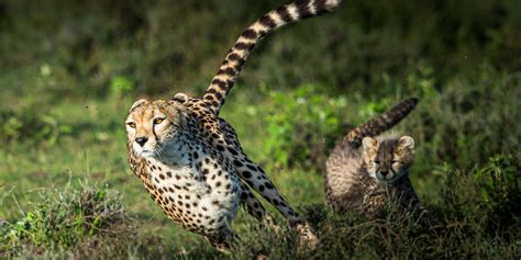 Fun Facts About Cheetahs Gvi Gvi