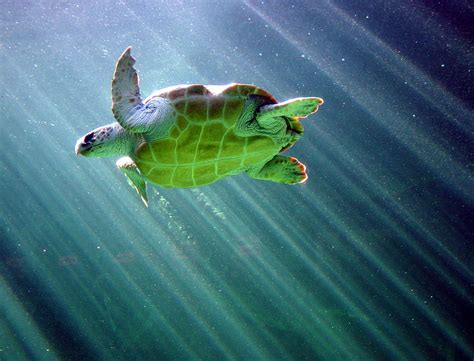 Sea Turtle Two Oceans Aquarium Capetown Thomas Bachmann Flickr