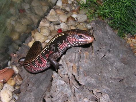 Fire Skink Facts And Pictures Reptile Fact