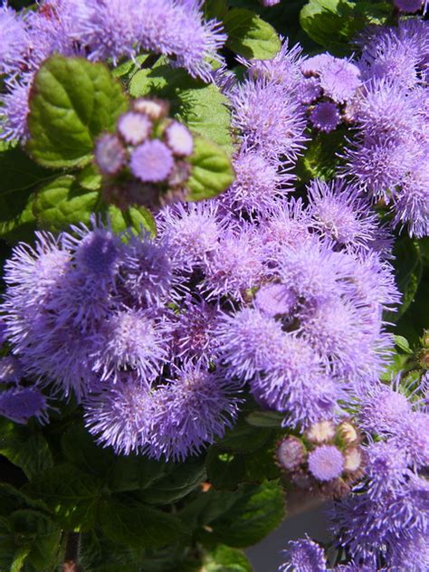 Prized for its heavenly scent from bronze and chartreuse to silver, green, and peach, coralbells are standout foliage plants for the. 3675665083_41497c52a3_z.jpg