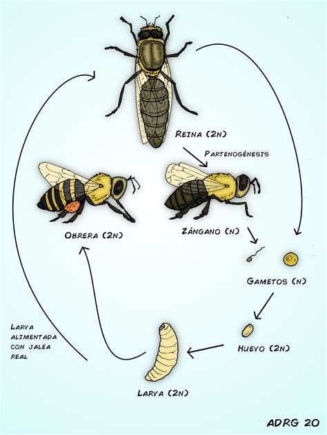 ciclo de vida de las abejas