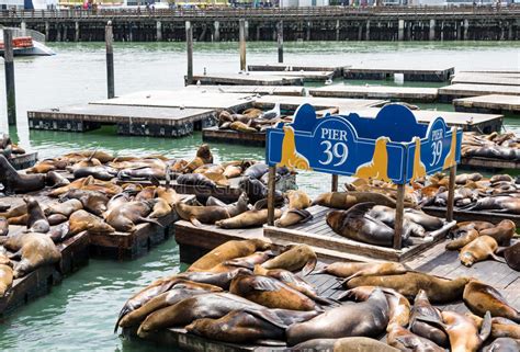 Seals At Pier 39 In San Francisco Stock Photo Image Of Wildlife Wild