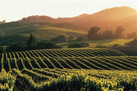 Tips For A Self Guided Driving Tour Of Napa Valley Wine Country