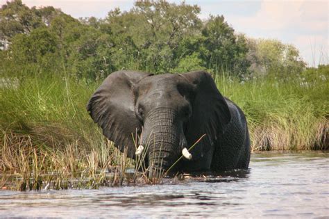 Safari Life Africa | Photos