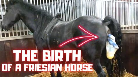 The Birth Of Colt Rinse Janko The Friesian Horse Youtube