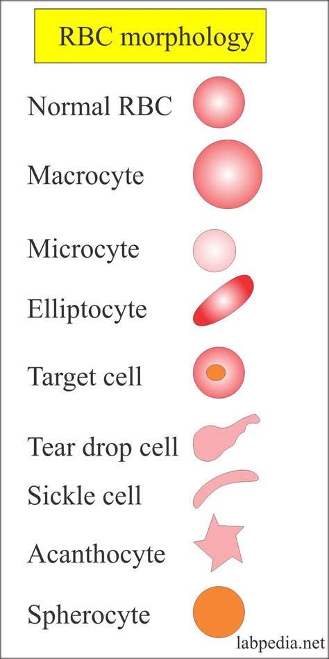 Each type of animal cell is specialized to do different jobs. Red Blood Cell (RBC) - Part 1 - Morphology (Peripheral ...