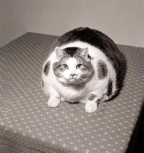 Britain S Fattest Cat Large Big Overweight Fat Obese Photos Framed Prints 21505174