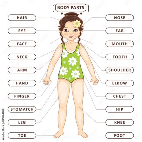 Vector Flat Asian Girl Body Part Vocabulary Children Education