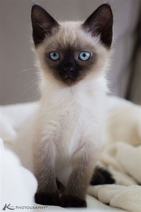 176 Best Siamese Oriental Short Hair Cats Images On Pinterest Kitty