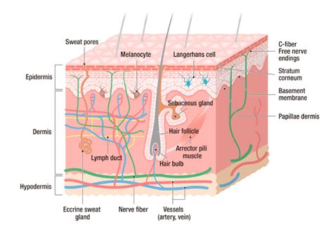 Revealing The Deepest Secrets Of The Skin Well Being Nikon