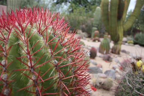 Most north american cactus plants grow in dry, challenging areas where they get a good watering seasonally, store up you will find cactus in deserts, canyons and on the prairie. Agreement with state giving vast desert plant collection ...