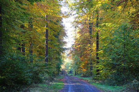 Herbstwald Mari Önche Flickr