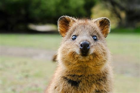 42 Cutest Animals In The World Readers Digest