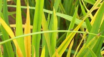 Solution For Yellowing Of Leaves In Rice Paddy