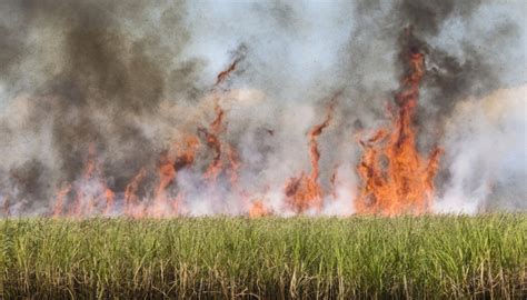 Sugar Cane Burning Sierra Club