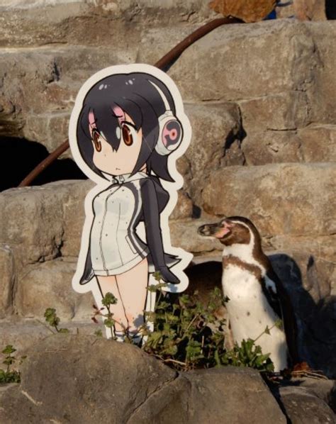 Pingüino De Zoológico Se Enamora De Su Waifu De Kemono Friends Tarreo