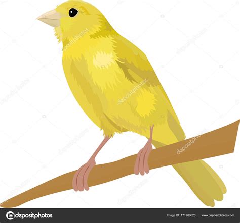 Canary Bird Vector Illustration Isolated On White Stock Vector Image By