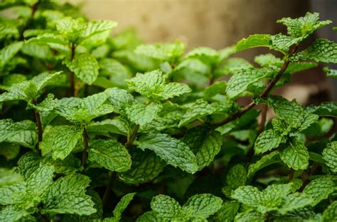 Top 17 Plants That Repel Mosquitoes Effectively