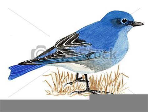 Mountain Bluebird Clipart Free Images At Vector Clip Art