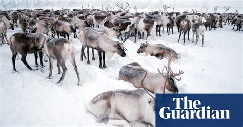 Chum Keepers In Arctic Russia In Pictures News The Guardian