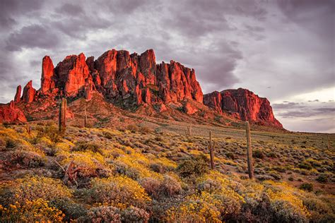 Mountains Desert Flowers Cactus Apache Junction State Of Arizona