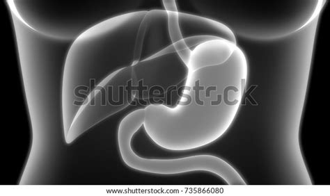 Human Digestive System Stomach Anatomy 3d Stock Illustration 735866080
