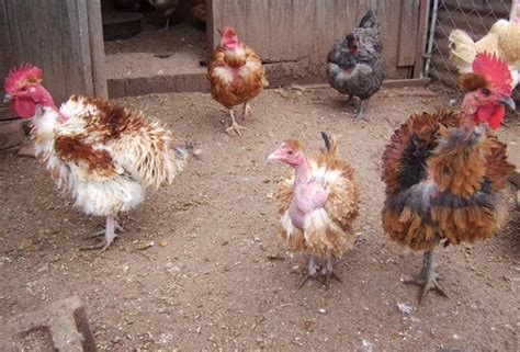 12 Frizzle Turken Naked Neck Backyard Chickens Learn How To Raise Chickens