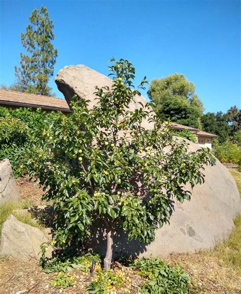 Apricot trees (prunus armeniaca) grow throughout australia. Summer pruning deciduous fruit trees - Greg Alder's Yard ...